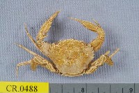 藏品(鹿兒島短槳蟹)的圖片